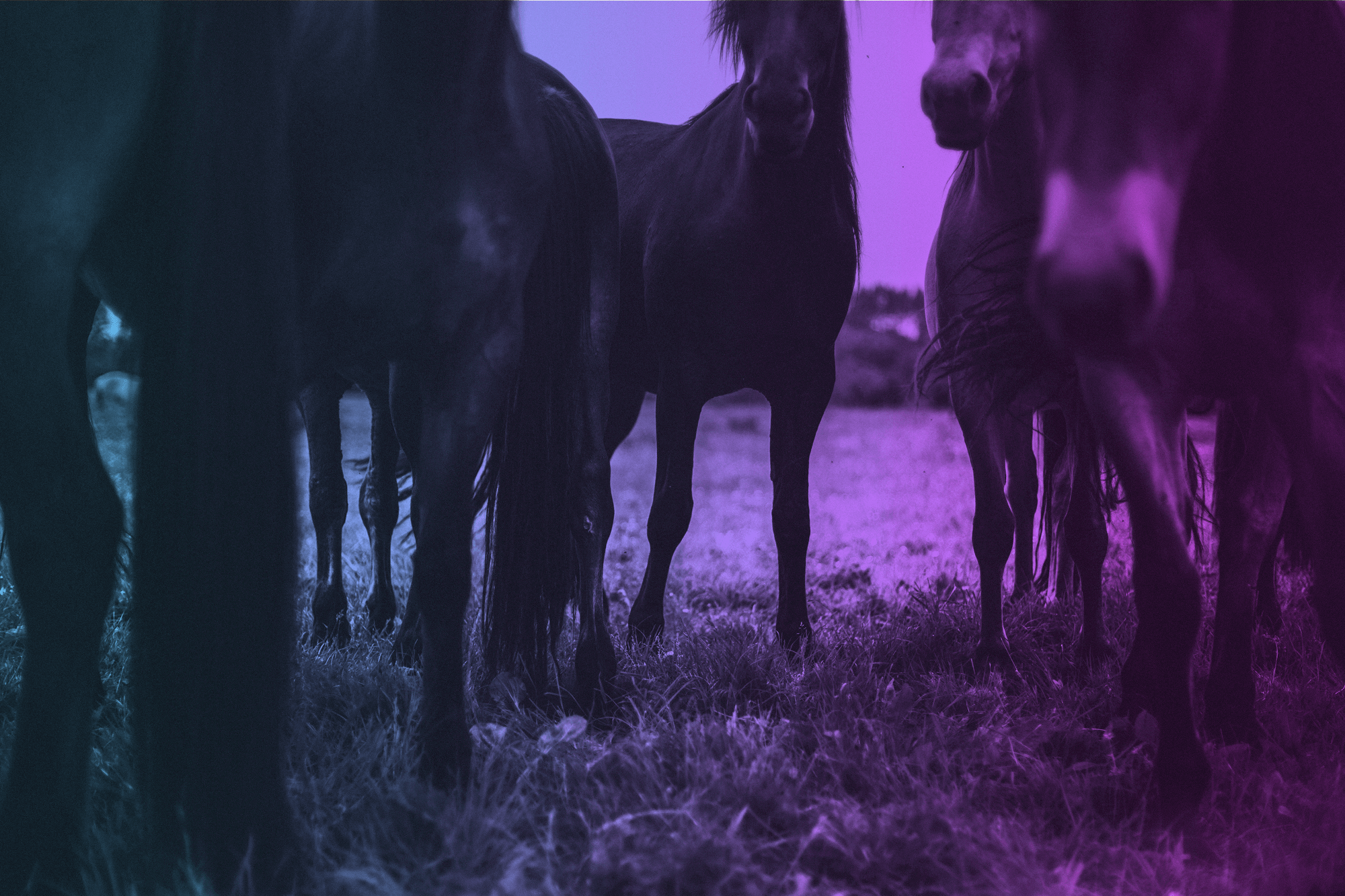 Top 10 Pony lang talks for the curious